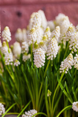 nice spring flowers in the pot