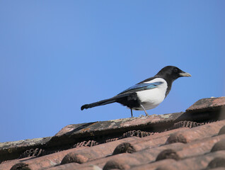 Elster (Pica pica) bei blauem Himmel auf dem First eines Daches sitzend