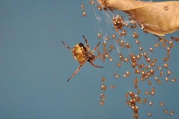 Close up Spider's nest,   Cobweb spider. They started making silk to protect their bodies and their...