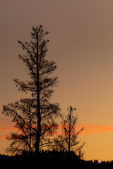 silhouette of tree