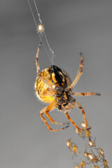 Close up Spider's nest,   Cobweb spider. They started making silk to protect their bodies and their eggs.