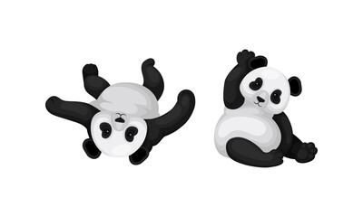 Black and White Panda Bear or Giant Panda with Patches Around its Eyes and Ears in Sitting Pose Vector Set