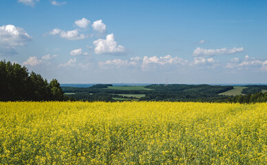 Yellow rapeseed field in rural, farming landscape, bloom springtime