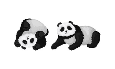 Black and White Panda Bear or Giant Panda with Patches Around its Eyes and Ears in Lying Pose Vector Set
