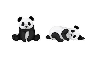 Black and White Panda Bear or Giant Panda with Patches Around its Eyes and Ears in Sitting Pose Vector Set