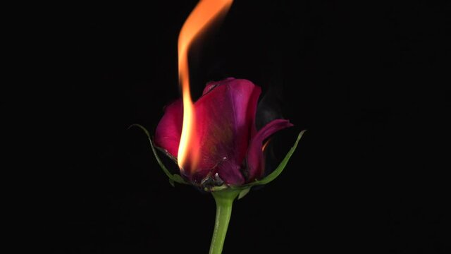 Red rose burning in the flames of fire on the black background .Concept of love and passion. Close up.4k 25p