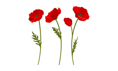 Obraz premium Scarlet Poppy as Herbaceous Flowering Plant on Thin Stem with Green Leaves Vector Set