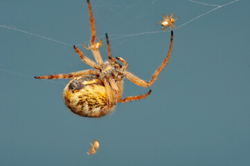 Close up Spider's nest,   Cobweb spider. They started making silk to protect their bodies and their eggs.