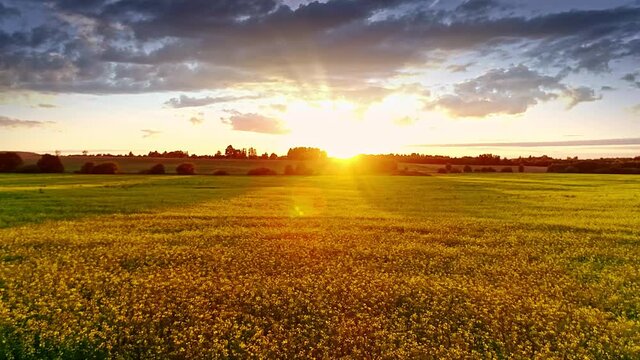 Beautiful nature, aerial drone lateral motion view on rural countryside landscape with blooming canola oilseed golden yellow field, shining sun beams, sunset sky horizon