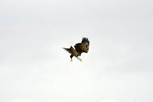 View from below of a Bald Eagle diving from above