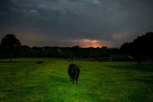 Rural Farm Scenery Cattle and Lightning Storm in Pennsylvania