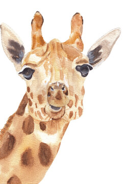 Fototapeta Watercolor safari animals portraits close ups: giraffe. Hand drawn hand painted posters great for wall design, pattern element, nursery decor, play room design 