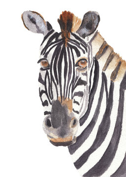 Watercolor safari animals portraits close ups: zebra.Hand drawn hand painted posters great for wall design, pattern element, nursery decor, play room design. Watercolor zebra illustration  