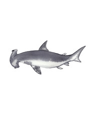 Watercolor handdrawn handpainted illustration of hammerhead shark. Sea  and ocean creature. High resolution 300 DPI