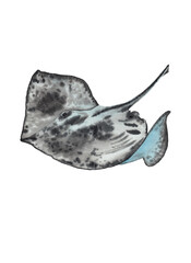 Watercolor stingray hand drawn illustration on white background, 300 dpi, high quality, great for print, poster, pattern element