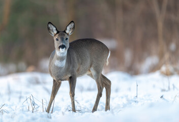 Roe deer female ( Capreolus capreolus ) © Piotr Krzeslak