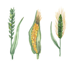 Watercolor corn, wheat and barley Hand drawn hand painted botanical paintings Realistic farm plants painting isolated on white 