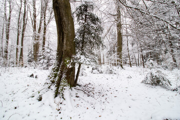 Winter forest in the snow