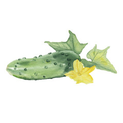 Watercolor cucumber Hand drawn hand painted vegetable Realistic cucumber painting isolated on white Yellow flower Blooming cucumber