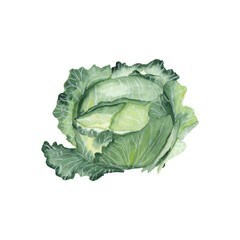 Obraz premium Watercolor green cabbage Hand drawn hand painted vegetable Realistic cabbage painting isolated on white 
