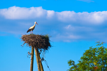 stork in the nest against the blue sky, close-up © fotofotofoto