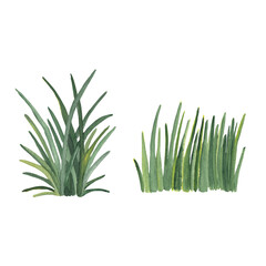Watercolor green grass Hand drawn hand painted botanical  painting isolated on white Botanical illustration
