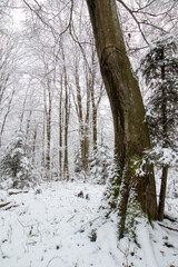 Winter forest in the snow