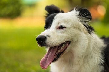 Head shot of young black and white border collie sitting on grass with pink eye