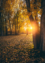 Autumn golden hour flare