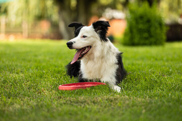 Young black and white border collie sitting on grass with frisbee
