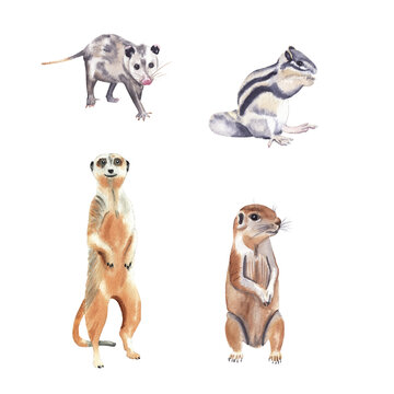 Watercolor animal illustration isolated on white background. Cute animals: chipmunk, xerus, meerkat and opossum. Hand drawn hand painted watercolor clipart great for post card, invitations, posters 
