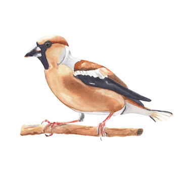 recommend clip art: Watercolor bird illustration isolated on white background Colorful realistic hawfinch bird. Hand drawn hand painted watercolor clipart great for post card, invitations, posters 