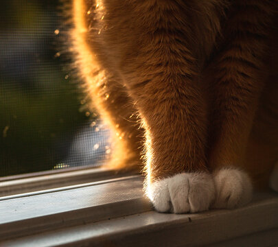 Cute white paws of orange kitty cat sitting in window.