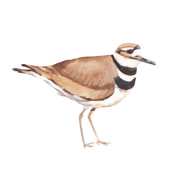 Watercolor bird illustration isolated on white background Colorful kildeer bird Hand drawn hand painted watercolor clipart great for post card, invitations, posters 