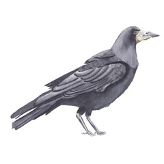 Watercolor bird illustration isolated on white background. Black rook. Hand drawn hand painted watercolor clipart great for post card, invitations, posters, halloween.  
