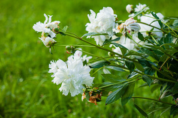 nice peony in the garden