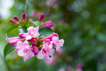 Prunus dulcis. Blooming tree. bush with pink delicate flowers. Spring flowers, natural spring floral background. branch with green leaves and pink flowers close-up, selective focus