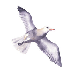 Watercolor seagull bird drawing isolated on white background Watercolor clip art Cute realistic  flying bird Sea bird