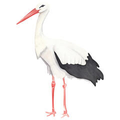 Watercolor stork bird. Hand  drawn. Isolated on white background Watercolor clip art Cute realistic exotic bird in black and red colors