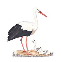 Watercolor stork bird with baby birds. Hand drawn. Isolated on white background Watercolor clip art Cute realistic exotic bird in black and red colors 