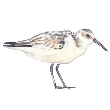 Watercolor sanderling bird drawing isolated on white background Watercolor clip art Cute realistic exotic bird 