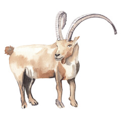 Watercolor animal illustration isolated on white background. Horned ibex goat illustration, realistic brown small animal. Hand painted hand drawn watercolor clipart. Cute animal. - obrazy, fototapety, plakaty