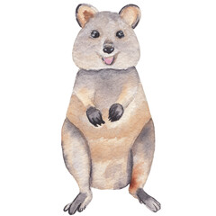 Watercolor animal illustration isolated on white background. Quokka illustration, little black, brown and white small animal. Hand painted hand drawn watercolor clipart. Cute animal.