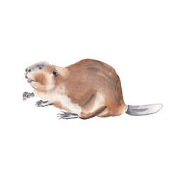 Watercolor beaver illustration isolated on white Watercolor clip art Children illustration Forest cute animal - obrazy, fototapety, plakaty