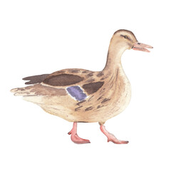Watercolor duck illustration Hand drawn realistic farm animal isolated on white Watercolor clip art Nursery art work Cute illustration