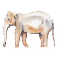 Fototapeta na wymiar Watercolor elephant illustration Hand drawn realistic indian animal isolated on white Watercolor clip art Nursery art work Cute children illustration