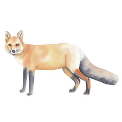 Watercolor fox illustration Hand drawn realistic forest animal isolated on white Watercolor clip art Nursery art work Cute children illustration