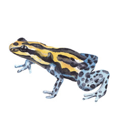 Watercolor frog illustration Hand drawn realistic rainforest animal isolated on white Watercolor clip art Nursery art work Cute children illustration