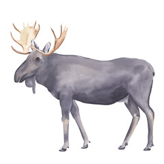 Watercolor moose illustration Hand drawn realistic forest animal isolated on white Watercolor clip art Nursery art work