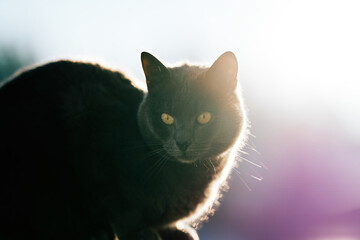 A beautiful cat sits in the sun in golden hour and catches some amazing back light. The fur shines up in the sun and the cat enjoys the heat from sun light. 